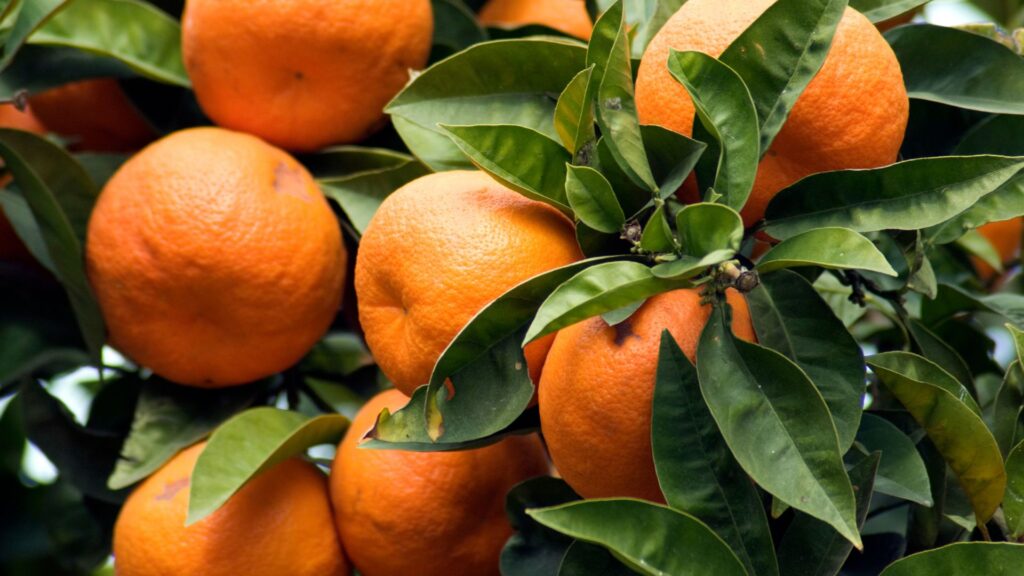 Nuevo análisis de un caso real de autoconsumo_ Frutas Belinda - Enaltia Solar